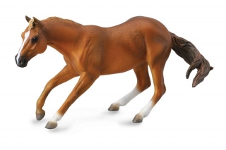 Quarter horse
